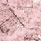 サクラ　六義園