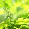 GREEN Ⅱ