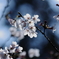 夢桜