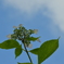 雨上がりの紫陽花