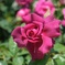 DSCF1658