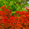 季節はずれの紅葉