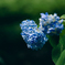 紫陽花