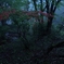 森に降る雨