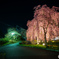 夜の枝垂れ桜