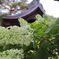 紫陽花