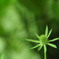fresh green 