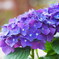 紫陽花