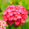 ご近所の紫陽花