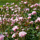 松本空港で薔薇満開