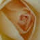 薔薇