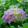 紫陽花