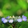 紫陽花