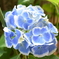 紫陽花