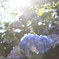 夏日紫陽花