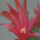 サボテンの花