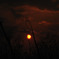 夕焼