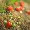 Strawberry Fields Forever*