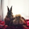 BunnyBros