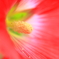 花芯