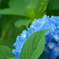 お口元扇子な紫陽花