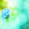 紫陽花