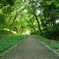 Pathway in The Forest