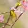 春にくちづけ