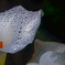 水玉を纏う　P1540344zz