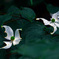 虫食い花　P1540352zz