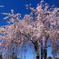 桜2011