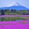 Pink carpet