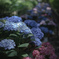 紫陽花の階段