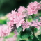 紫陽花