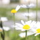花の匂い