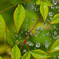 蜘蛛の巣と雨粒