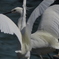 DSCN0279