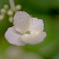 white lacecap hydrangea