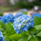 紫陽花２