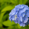 紫陽花３