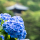 紫陽花