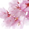 桜色