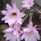 サボテンの花