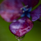 紫陽花の雫