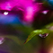 紫陽花の雫