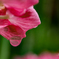 紫陽花の雫