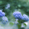 紫陽花づくし　3