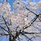 しだれ桜