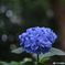 紫陽花