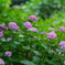 紫陽花